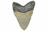 Serrated, Fossil Megalodon Tooth - North Carolina #245759-2